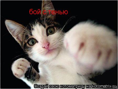 бой с тенью... Котоматрица: бой с тенью