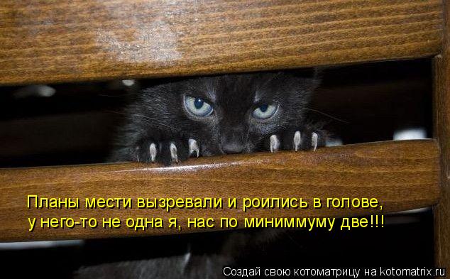 Планы мести вызревали и роились в голове, у него-то не одна я, нас по миниммуму две!!!... Котоматрица: Планы мести вызревали и роились в голове, у него-то не одна я, нас по миниммуму две!!!
