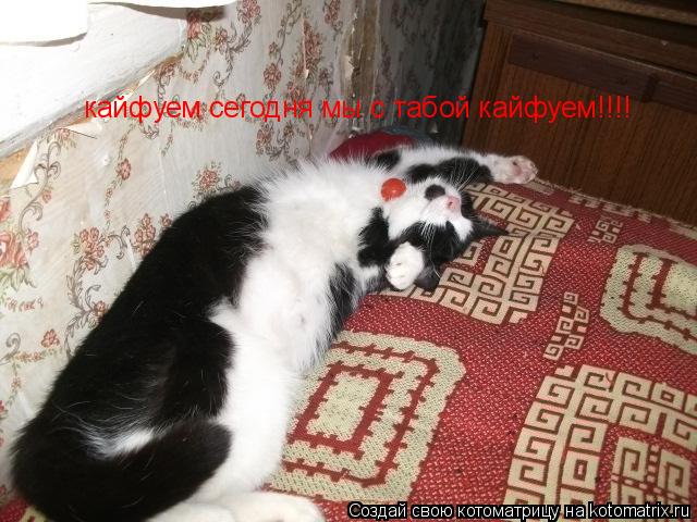 кайфуем сегодня мы с табой кайфуем!!!!... Котоматрица: кайфуем сегодня мы с табой кайфуем!!!!