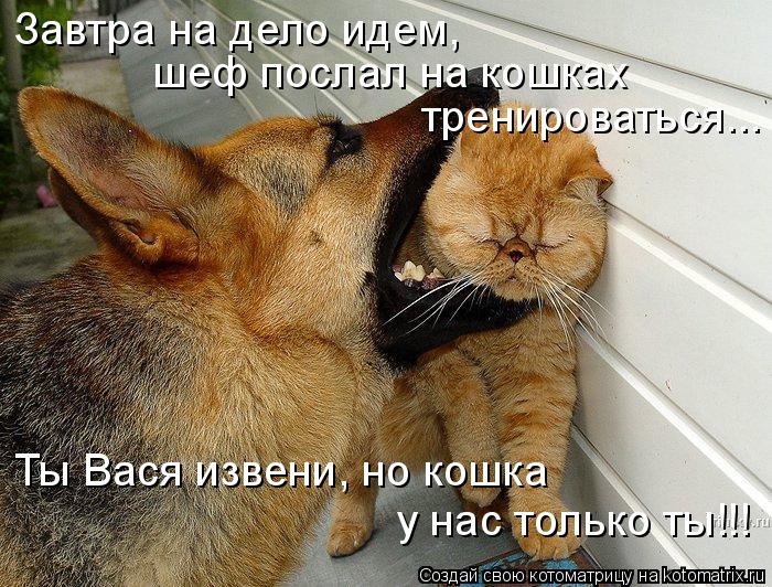 Завтра на дело идем, шеф послал на кошках тренироваться... Ты Вася извени, но кошка у нас только ты... Котоматрица: Завтра на дело идем, шеф послал на кошках тренироваться... Ты Вася извени, но кошка у нас только ты!!!