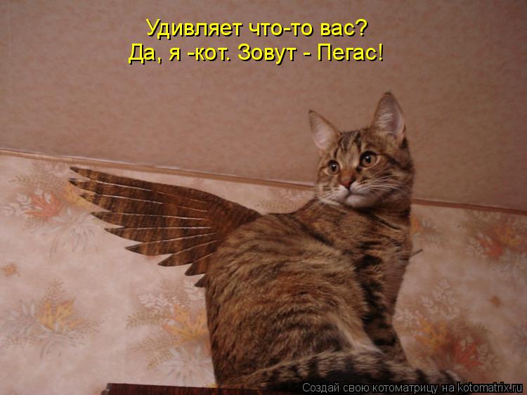 Удивляет что-то вас? Да, я -кот. Зовут - Пегас!... Котоматрица: Удивляет что-то вас? Да, я -кот. Зовут - Пегас!