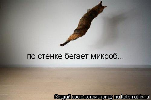 по стенке бегает микроб...... Котоматрица: по стенке бегает микроб...
