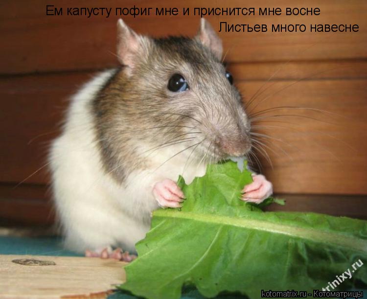 Ем капусту пофиг мне и приснится мне восне Листьев много навесне... Котоматрица: Ем капусту пофиг мне и приснится мне восне Листьев много навесне