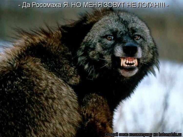 - Да Росомаха Я. НО МЕНЯ ЗОВУТ НЕ ЛОГАН!!! -... Котоматрица: - Да Росомаха Я. НО МЕНЯ ЗОВУТ НЕ ЛОГАН!!! -