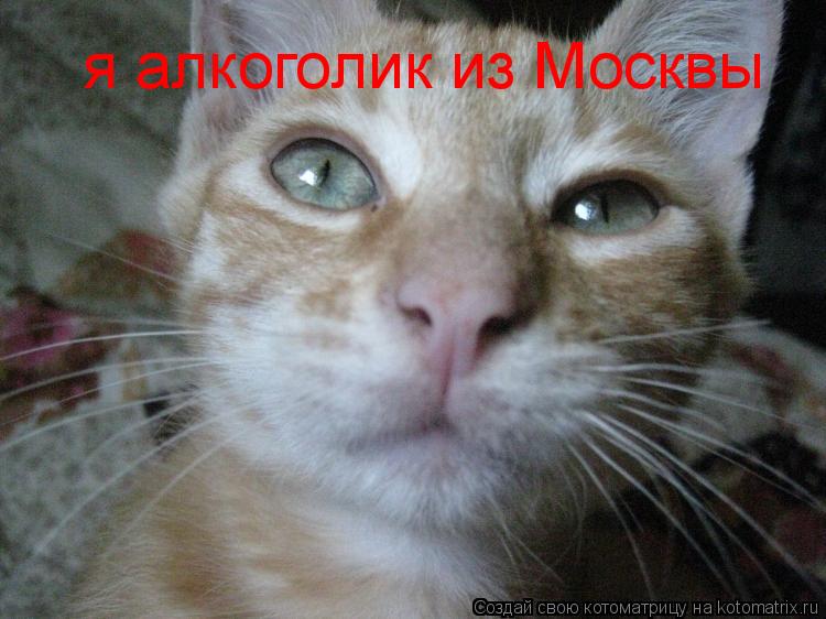я алкоголик из Москвы... Котоматрица: я алкоголик из Москвы