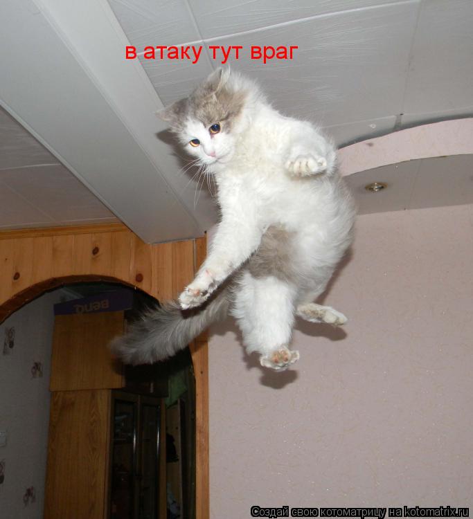 в атаку тут враг... Котоматрица: в атаку тут враг