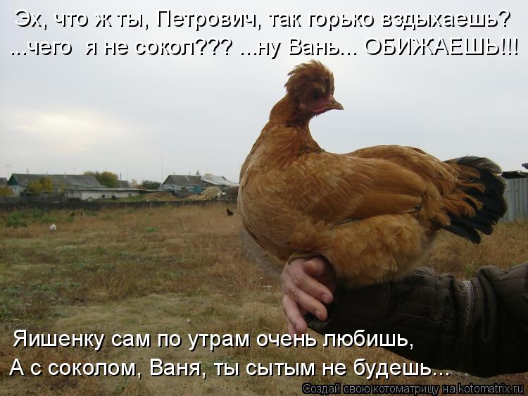 Эх, что ж ты, Петрович, так горько вздыхаешь? ...чего я не сокол??? ...ну Вань... ОБИЖАЕШЬ!!! Яишенк... Котоматрица: Эх, что ж ты, Петрович, так горько вздыхаешь? ...чего я не сокол??? ...ну Вань... ОБИЖАЕШЬ!!! Яишенку сам по утрам очень любишь, А с соколом, Ваня, т