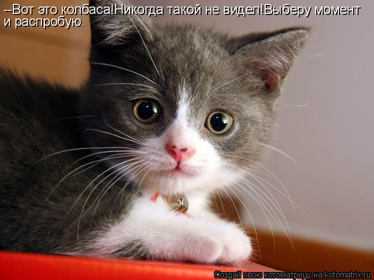 --Вот это колбаса!Никогда такой не видел!Выберу момент и распробую.... Котоматрица: --Вот это колбаса!Никогда такой не видел!Выберу момент и распробую.