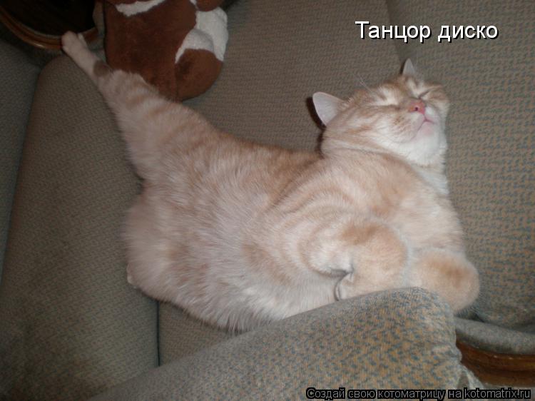 Танцор диско... Котоматрица: Танцор диско