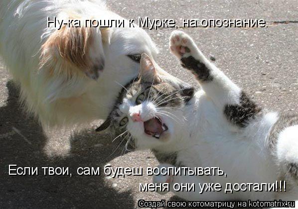Если твои, сам будеш воспитывать, меня они уже достали!!! Ну-ка пошли к Мурке, на опознание.... Котоматрица: Если твои, сам будеш воспитывать, меня они уже достали!!! Ну-ка пошли к Мурке, на опознание.