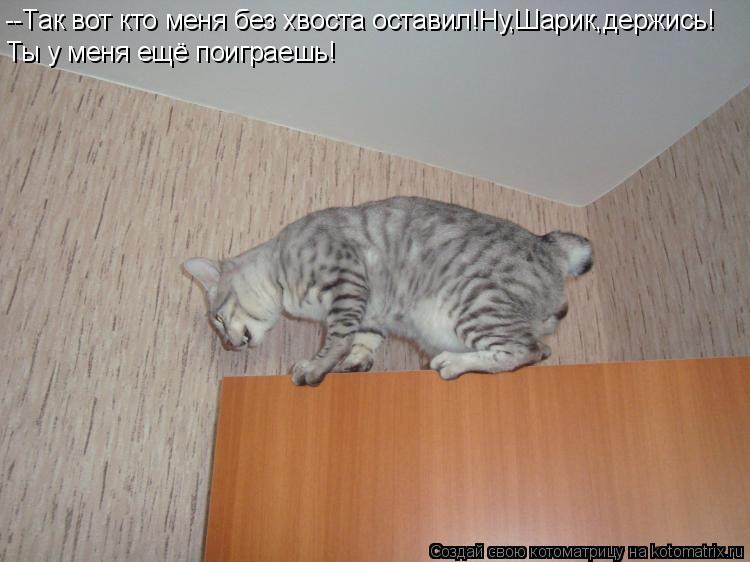 --Так вот кто меня без хвоста оставил!Ну,Шарик,держись! Ты у меня ещё поиграешь!... Котоматрица: --Так вот кто меня без хвоста оставил!Ну,Шарик,держись! Ты у меня ещё поиграешь!
