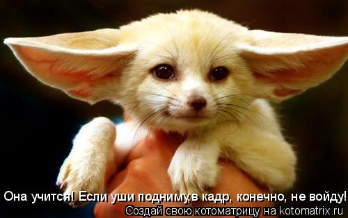 Она учится! Если уши подниму,в кадр, конечно, не войду!... Котоматрица: Она учится! Если уши подниму,в кадр, конечно, не войду!
