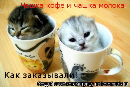 Чашка кофе и чашка молока! Как заказывали!... Котоматрица: Чашка кофе и чашка молока! Как заказывали!