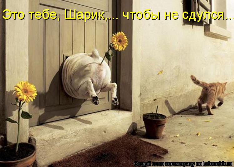 Это тебе, Шарик,... чтобы не сдулся...... Котоматрица: Это тебе, Шарик,... чтобы не сдулся...