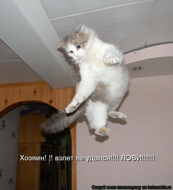 Хозяин! !! взлет не удался!!!! ЛОВИ!!!!!!... Котоматрица: Хозяин! !! взлет не удался!!!! ЛОВИ!!!!!!