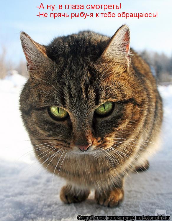 -А ну, в глаза смотреть! -Не прячь рыбу-я к тебе обращаюсь!... Котоматрица: -А ну, в глаза смотреть! -Не прячь рыбу-я к тебе обращаюсь!