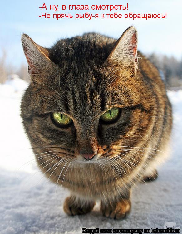 Котоматрица: -А ну, в глаза смотреть! -Не прячь рыбу-я к тебе обращаюсь!