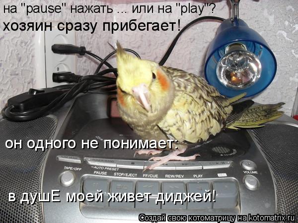 на "pause" нажать ... или на "play"? в душЕ моей живет диджей! хозяин сразу прибегает! он одного не п... Котоматрица: на "pause" нажать ... или на "play"? в душЕ моей живет диджей! хозяин сразу прибегает! он одного не понимает:
