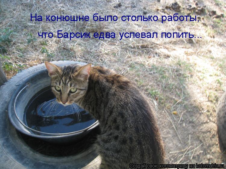 На конюшне было столько работы, что Барсик едва успевал попить...... Котоматрица: На конюшне было столько работы, что Барсик едва успевал попить...