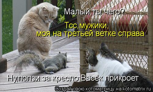 Малый,ты чего? Тсс,мужики, моя на третьей ветке справа Ну,ползи за кресло,Васёк прикроет... Котоматрица: Малый,ты чего? Тсс,мужики, моя на третьей ветке справа Ну,ползи за кресло,Васёк прикроет