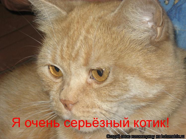 Я очень серьёзный котик!... Котоматрица: Я очень серьёзный котик!