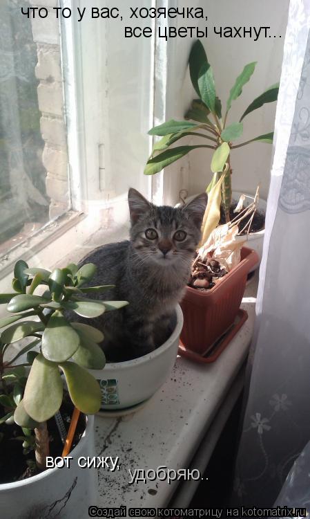 что то у вас, хозяечка, все цветы чахнут... вот сижу, удобряю..... Котоматрица: что то у вас, хозяечка, все цветы чахнут... вот сижу, удобряю..