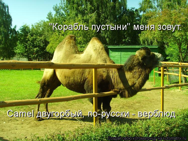 Camel двугорбый, по-русски - верблюд "Корабль пустыни" меня зовут.... Котоматрица: Camel двугорбый, по-русски - верблюд "Корабль пустыни" меня зовут.