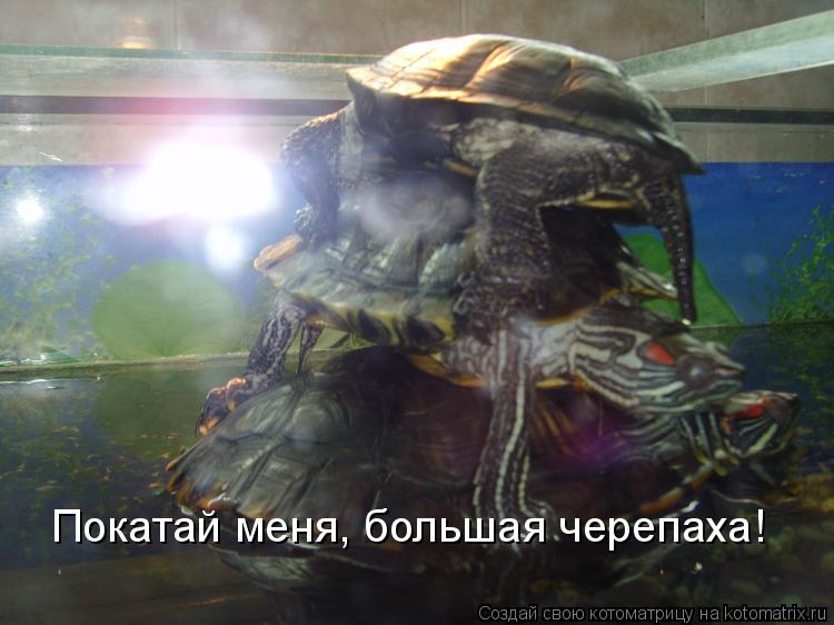 Покатай меня, большая черепаха!... Котоматрица: Покатай меня, большая черепаха!