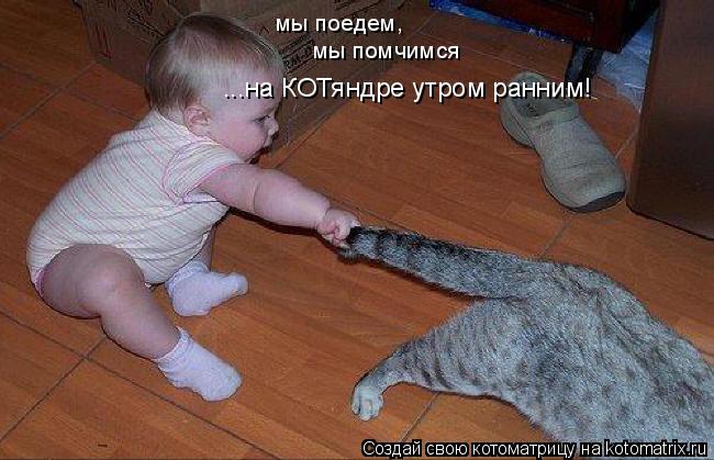 мы поедем, мы помчимся ...на КОТяндре утром ранним!... Котоматрица: мы поедем, мы помчимся ...на КОТяндре утром ранним!