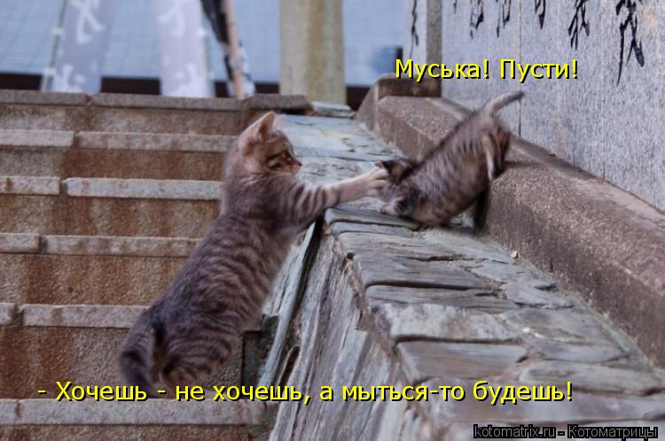 - Хочешь - не хочешь, а мыться-то будешь! Муська! Пусти!... Котоматрица: - Хочешь - не хочешь, а мыться-то будешь! Муська! Пусти!