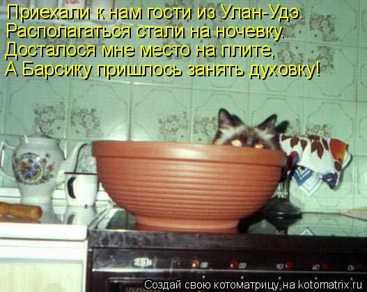 Котоматрица: Приехали к нам гости из Улан-Удэ. Располагаться стали на ночевку. Досталося мне место на плите, А Барсику пришлось занять духовку!