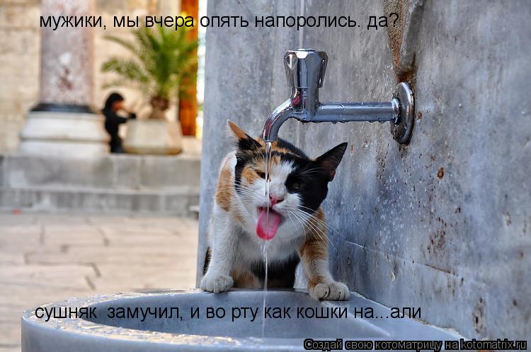 мужики, мы вчера опять напоролись. да? сушняк замучил, и во рту как кошки на...али... Котоматрица: мужики, мы вчера опять напоролись. да? сушняк замучил, и во рту как кошки на...али