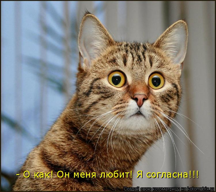 - О как! Он меня любит! Я согласна!!!... Котоматрица: - О как! Он меня любит! Я согласна!!!