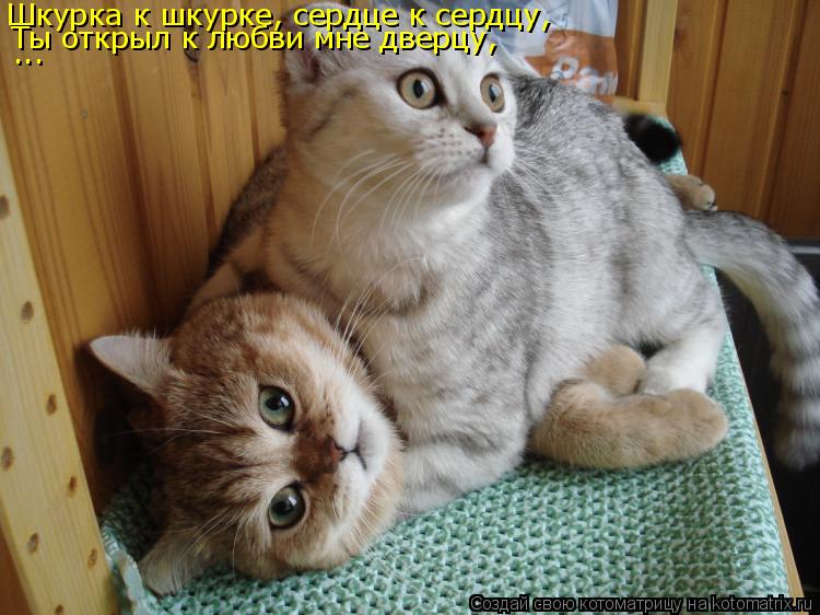 Шкурка к шкурке, сердце к сердцу, Ты открыл к любви мне дверцу, ...... Котоматрица: Шкурка к шкурке, сердце к сердцу, Ты открыл к любви мне дверцу, ...