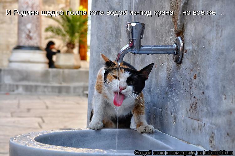 И Родина щедро поила кота водой из-под крана .. но всё же ...... Котоматрица: И Родина щедро поила кота водой из-под крана .. но всё же ...