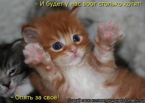 - И будет у нас воот столько котят! - Опять за своё!... Котоматрица: - И будет у нас воот столько котят! - Опять за своё!