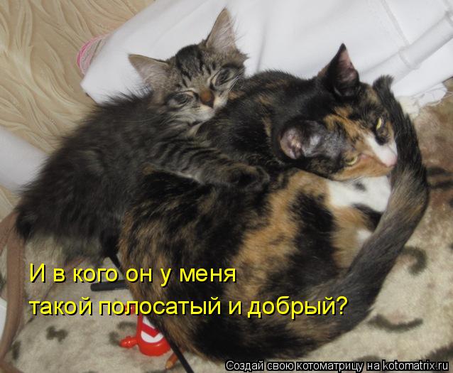 И в кого он у меня такой полосатый и добрый?... Котоматрица: И в кого он у меня такой полосатый и добрый?