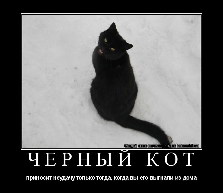 Котоматрица: Чёрный кот приносит неудачу только тогда, когда вы его выгнали из дома