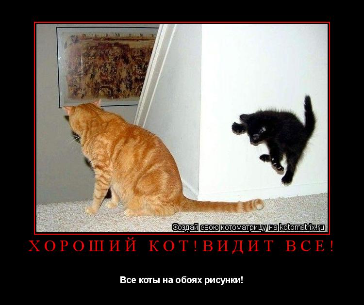 Хороший кот!видит всё! Все коты на обоях рисунки!... Котоматрица: Хороший кот!видит всё! Все коты на обоях рисунки!