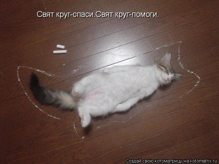 Свят круг-спаси.Свят круг-помоги.... Котоматрица: Свят круг-спаси.Свят круг-помоги.