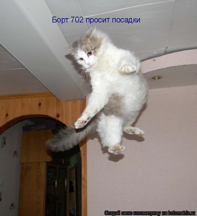 Борт 702 просит посадки... Котоматрица: Борт 702 просит посадки