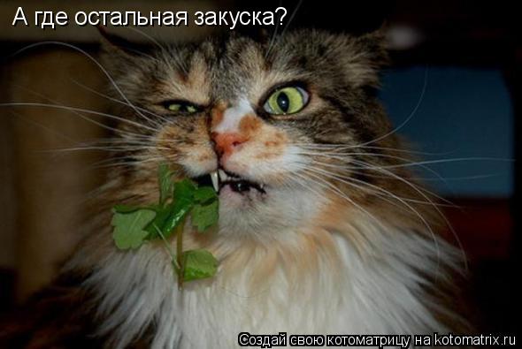 А где остальная закуска?... Котоматрица: А где остальная закуска?