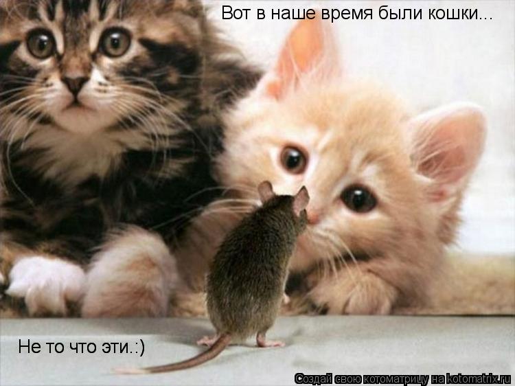 Вот в наше время были кошки... Не то что эти.:) Не то что эти.:)... Котоматрица: Вот в наше время были кошки... Не то что эти.:) Не то что эти.:)