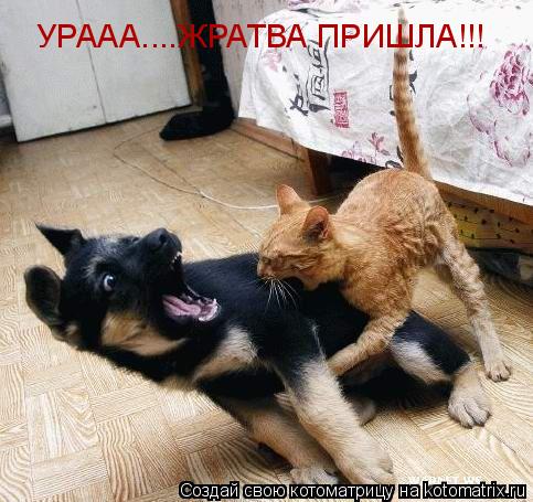 УРААА....ЖРАТВА ПРИШЛА!!!... Котоматрица: УРААА....ЖРАТВА ПРИШЛА!!!