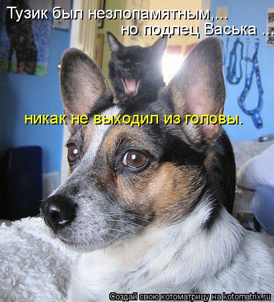 Тузик был незлопамятным,... но подлец Васька ... никак не выходил из головы.... Котоматрица: Тузик был незлопамятным,... но подлец Васька ... никак не выходил из головы.