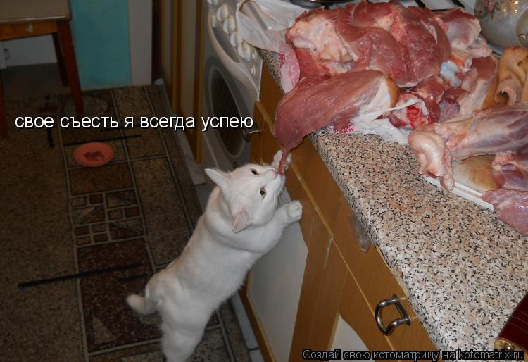 свое съесть я всегда успею... Котоматрица: свое съесть я всегда успею