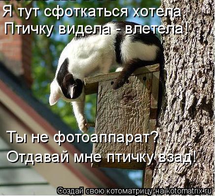 Я тут сфоткаться хотела. Птичку видела - влетела! Ты не фотоаппарат? Отдавай мне птичку взад!... Котоматрица: Я тут сфоткаться хотела. Птичку видела - влетела! Ты не фотоаппарат? Отдавай мне птичку взад!