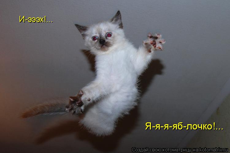 И-эээх!... Я-я-я-яб-лочко!...... Котоматрица: И-эээх!... Я-я-я-яб-лочко!...