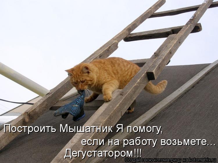 Построить Мышатник Я помогу, если на работу возьмете... Дегустатором!!!... Котоматрица: Построить Мышатник Я помогу, если на работу возьмете... Дегустатором!!!