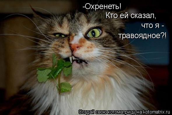 -Охренеть! -Охренеть! Кто ей сказал, что я - травоядное?!... Котоматрица: -Охренеть! -Охренеть! Кто ей сказал, что я - травоядное?!